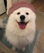 薩摩亞，求好心人領(lǐng)養(yǎng)